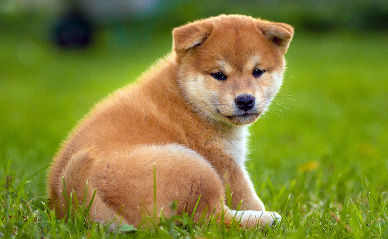 犬