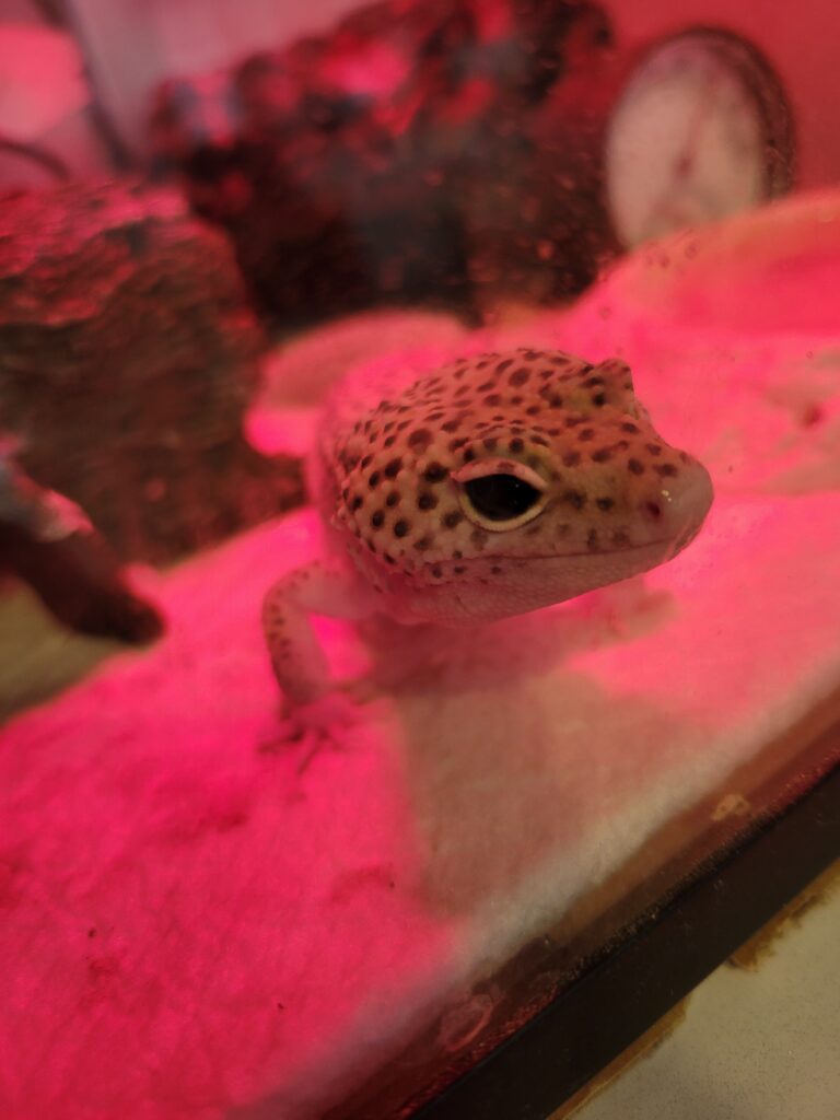 爬虫類