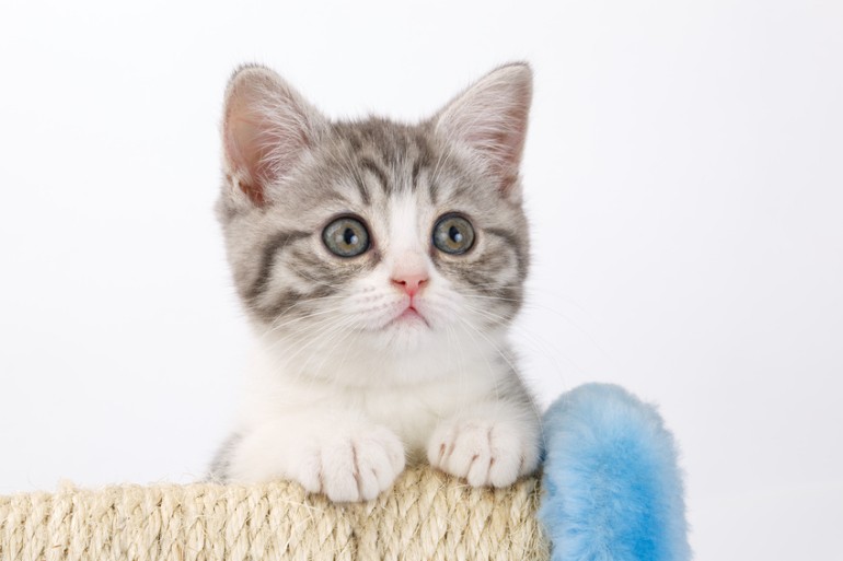 猫