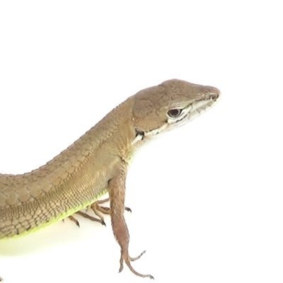 生物観察の鬼