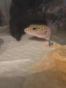テキスト